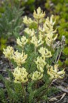 Common False Locoweed