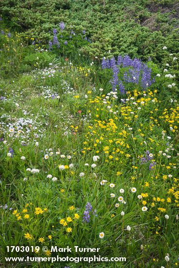 Mountain Arnica, American Bistort, Broadleaf Lupines, Wandering Daisies, Spreading Phlox, Sitka Valerian in meadow w/ Subalpine Fir branches bkgnd