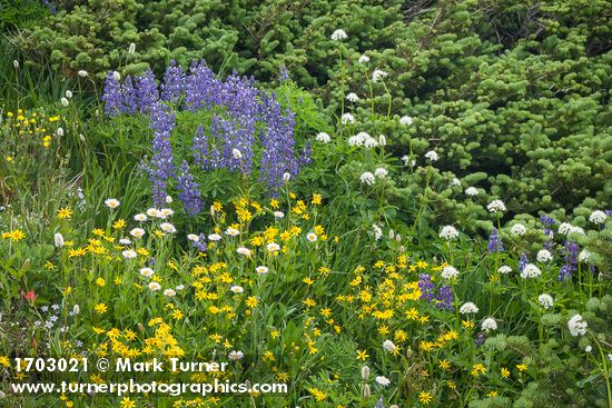 Mountain Arnica, American Bistort, Broadleaf Lupines, Wandering Daisies, Sitka Valerian in meadow against Subalpine Fir branches
