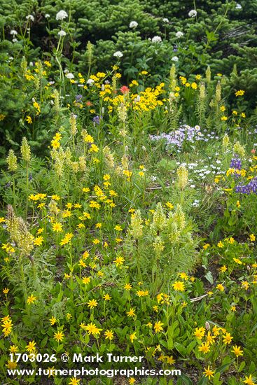 Mountain Arnica w/ Towering Lousewort