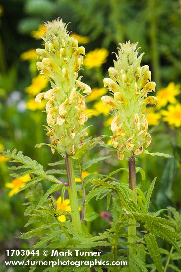 Towering Lousewort blossoms