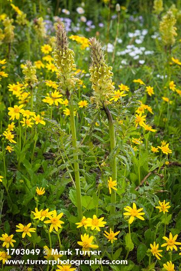 Towering Lousewort among Mountain Arnica