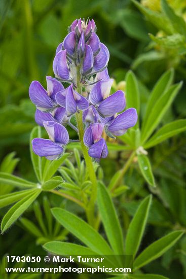 Broadleaf Lupine blossoms