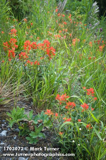 Giant Red Paintbrush