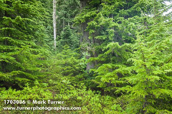 Mountain Hemlocks w/ Oval-leaf Huckleberries at base