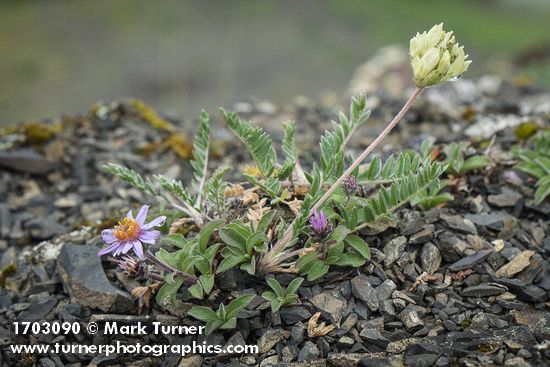 Arctic Aster on scree w/ Common False Locoweed
