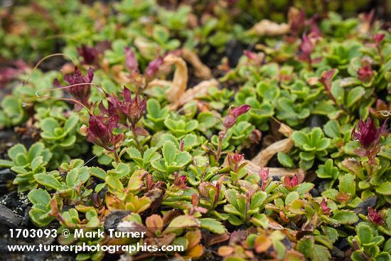 Davidson's Penstemon foliage & immature fruit