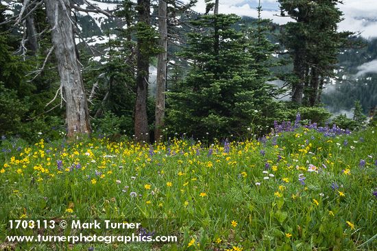 Mountain Arnica & Broadleaf Lupines w/ Subalpine Firs bkgnd