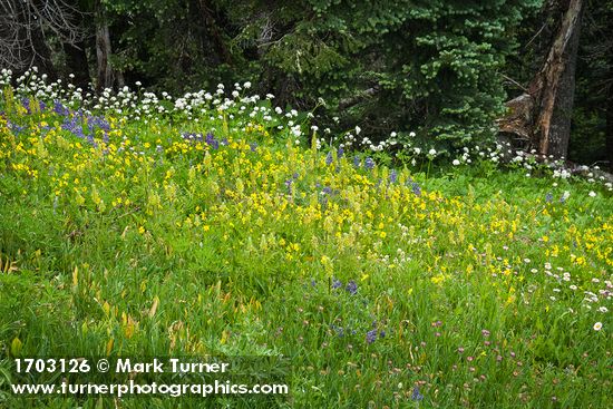 Towering Lousewort, Mountain Arnica, Broadleaf Lupines in meadow w/ Subalpine Firs bkgnd