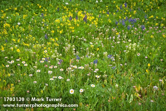 Wandering Daisies, Broadleaf Lupines, White Small-flowered Paintbrush, Mountain Arnica in meadow
