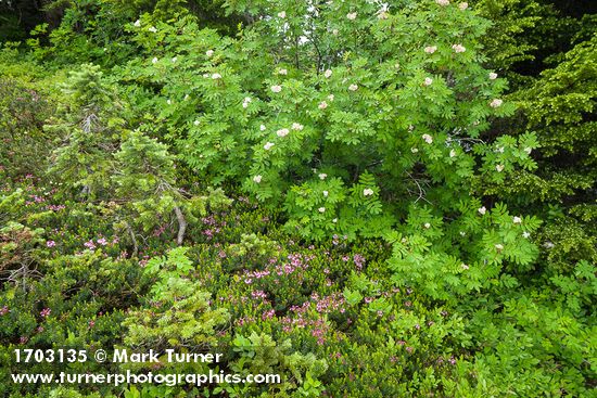 Sitka Mountain Ash w/ Pink Mountain-heather