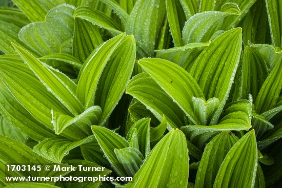Green Corn Lily foliage w/ raindrops