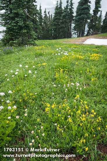 Mountain Arnica, Sitka Valerian, Wandering Daisies in alpine meadow