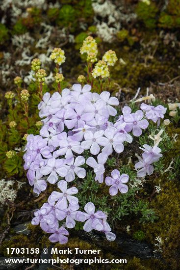 Spreading Phlox w/ raindrops