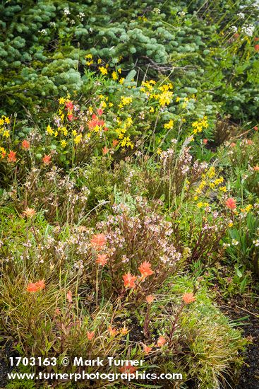 Giant Red Paintbrush, Sickletop Louseword, Mountain Arnica against Subalpine Firs
