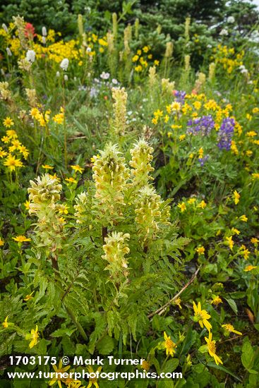 Towering Lousewort among Mountain Arnica w/ Broadleaf Lupines, Subalpine Fir soft bkgnd