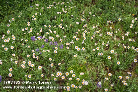 Wandering Daisies w/ Broadleaf Lupines
