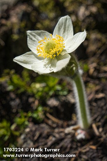 Western Pasqueflower blossom