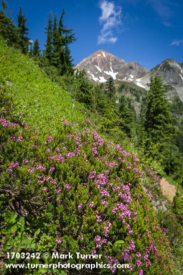 Pink Mountain-heather with Mt. Larrabee soft bkgnd