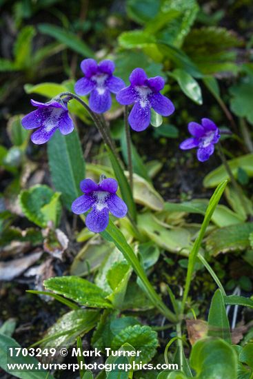 Common Butterwort