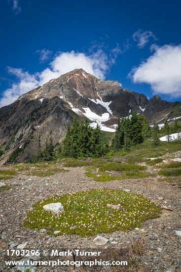 Partridgefoot at High Pass with Mt. Larrabee bkgnd