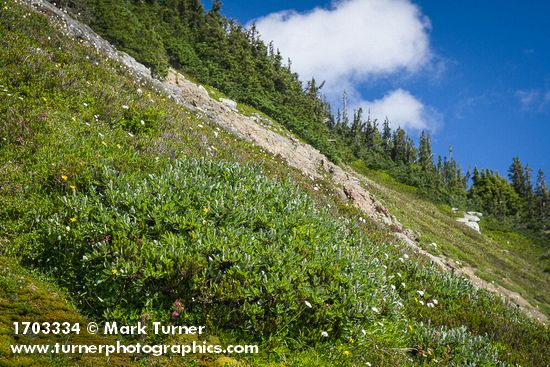 Arctic Willow, Wandering Daisies on alpine slope below Mt. Larrabee w/ krummholz Subalpine Firs on skyline