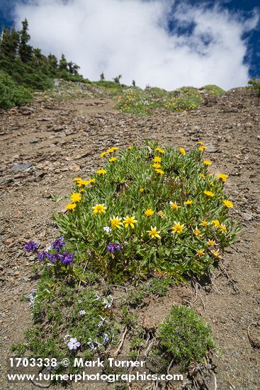 Lyall's Goldenweed, Mountain Arnica, Small-flowered Penstemon, Spreading Phlox on screen slope