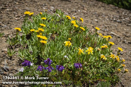 Lyall's Goldenweed, Mountain Arnica, Small-flowered Penstemon, Spreading Phlox on screen slope