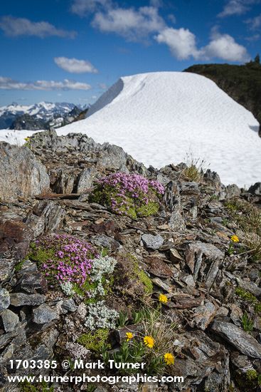Moss campion, Lyall's Goldenweed on alpine ridge of Mt. Larrabee