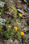 Lyall's Goldenweed