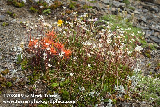 Cliff Paintbrush w/ Spotted Saxifrage