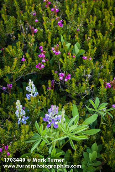 Broadleaf Lupine among Pink Mountain-heather