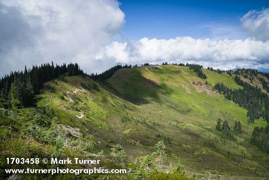 Subalpine Firs on Skyline Divide ridge