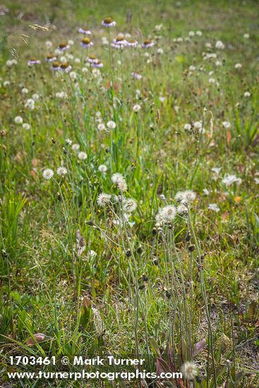 Slender Hawkweed in seed