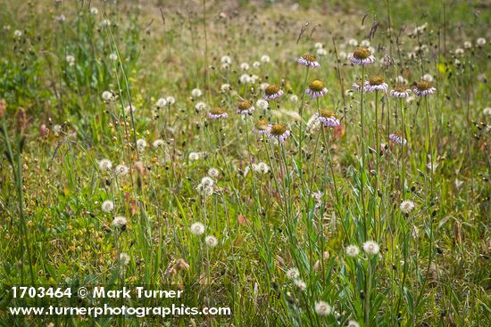 Slender Hawkweed in seed w/ fading Wandering Daisies