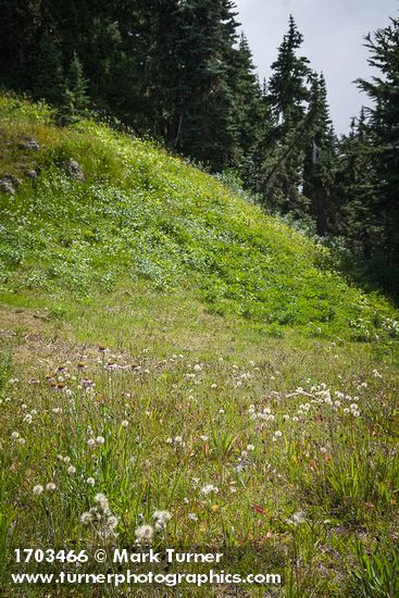 Slender Hawkweed in seed w/ fading Wandering Daisies in subalpine meadow