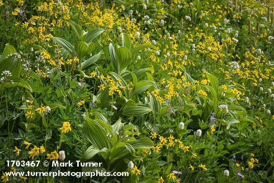 Mountain Arnica among Green Corn Lilies