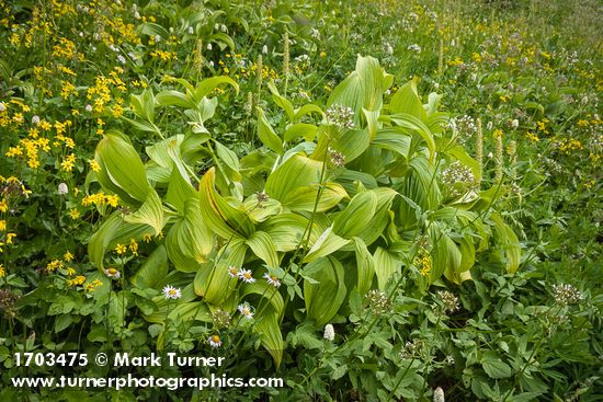 Mountain Arnica, Green Corn Lilies, Sitka Valerian, American Bistort, Bracted Lousewort in subalpine meadow