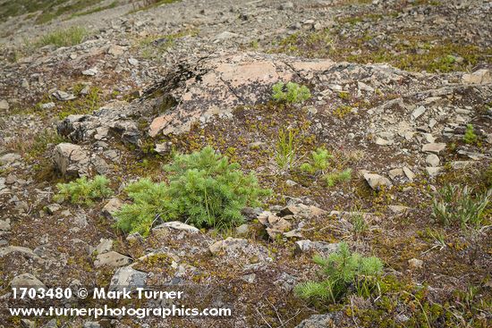 Dwarf Subalpine Firs on rocky slope