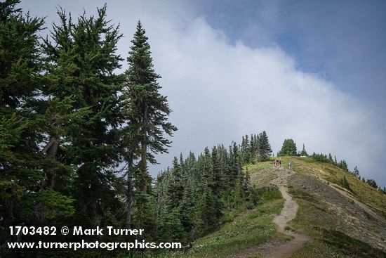 Subalpine Firs beside ridgetop trail