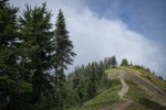 Subalpine Firs beside ridgetop trail