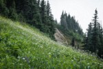 Sitka Valerian, Green Corn Lilies, American Bistort in subalpine meadow