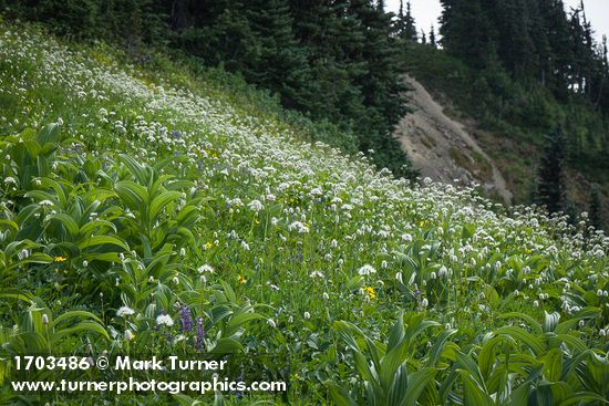 Sitka Valerian, Green Corn Lilies, American Bistort in subalpine meadow