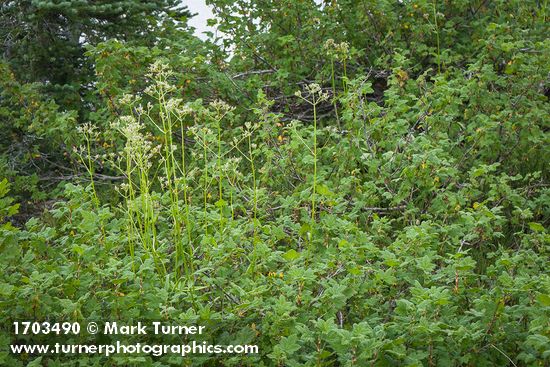 Sitka Valerian, in seed, among Mapleleaf Currant foliage