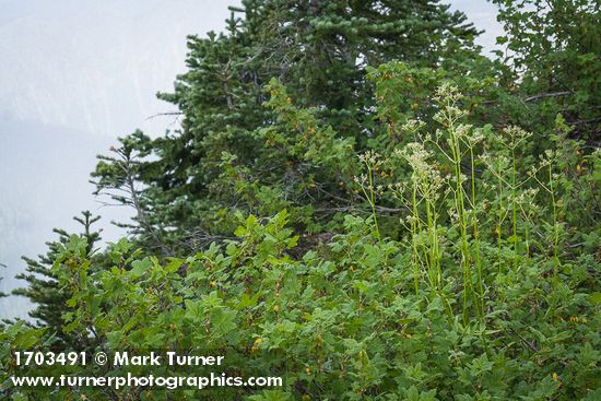 Sitka Valerian, in seed, among Mapleleaf Currant foliage