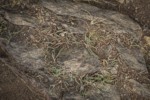 Common Yarrow, drying foliage on rocky slope
