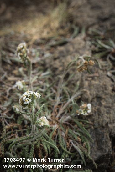 Common Yarrow, drying foliage on rocky slope