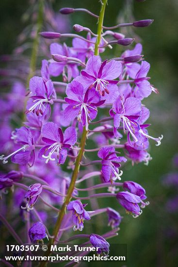 Fireweed blossoms