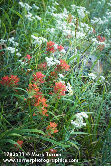 Giant Red Paintbrush & Pearly Everlasting