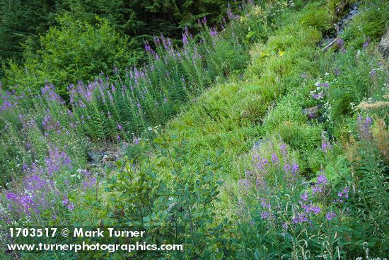 Fireweed on disturbed slope